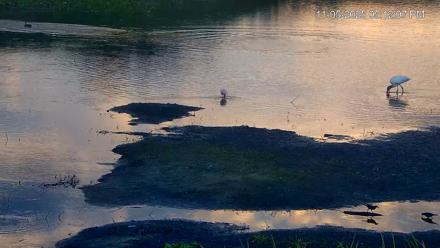 Southwest Florida River Wildlife Live Cams - Nov 5, 2025, 5:13pm EST