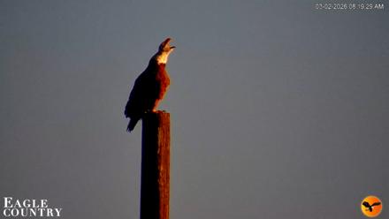 Southwest Florida River Wildlife Live Cams - Mar 2, 2026, 8:20am EST