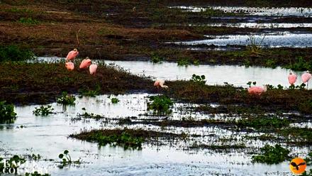 Southwest Florida River Wildlife Live Cams - Apr 27, 2026, 10:44pm EDT