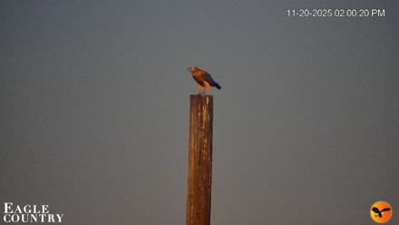 Southwest Florida River Wildlife Live Cams - Nov 20, 2025, 11:16pm EST