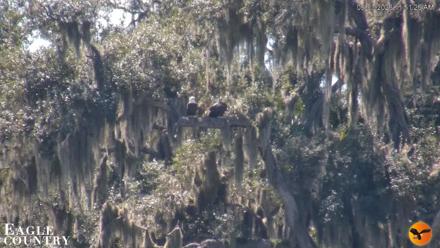 Southwest Florida River Wildlife Live Cams - Sep 3, 2026, 11:51am EDT