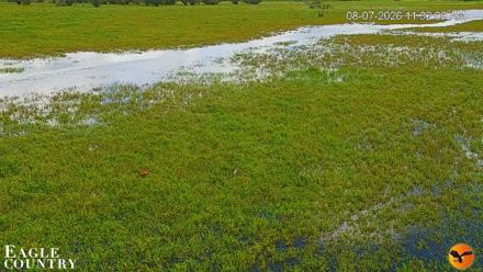 Southwest Florida River Wildlife Live Cams - Aug 7, 2026, 11:32am EDT