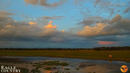 Southwest Florida River Wildlife Live Cams - Jul 2, 2026, 8:26pm EDT