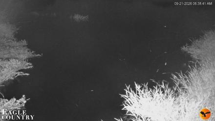 Southwest Florida River Wildlife Live Cams - Sep 21, 2026, 6:38am EDT