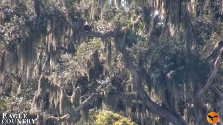 Southwest Florida River Wildlife Live Cams - Sep 4, 2026, 11:12am EDT