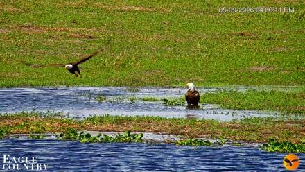 Southwest Florida River Wildlife Live Cams - May 9, 2026, 4:16pm EDT