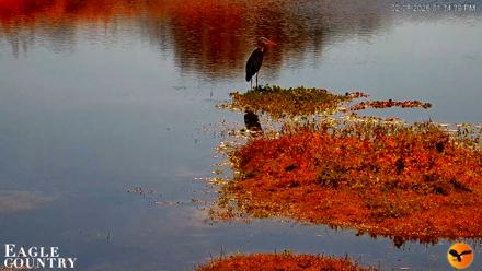 Southwest Florida River Wildlife Live Cams - Feb 8, 2026, 1:35pm EST