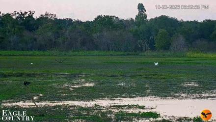 Southwest Florida River Wildlife Live Cams - Oct 23, 2026, 6:53pm EDT