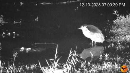Southwest Florida River Wildlife Live Cams - Dec 10, 2025, 7:24pm EST