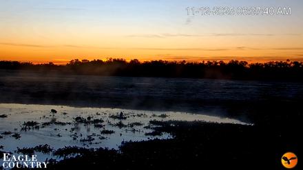 Southwest Florida River Wildlife Live Cams - Nov 12, 2025, 6:38am EST