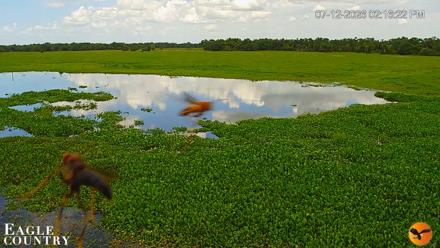 Southwest Florida River Wildlife Live Cams - Jul 12, 2026, 5:39pm EDT
