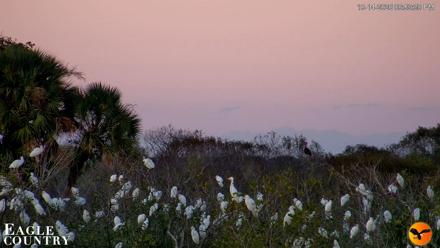 Southwest Florida River Wildlife Live Cams - Oct 14, 2026, 6:59pm EDT