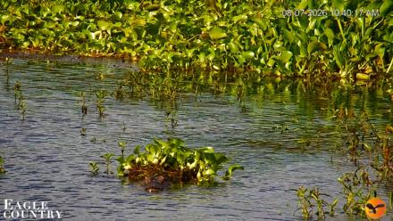 Southwest Florida River Wildlife Live Cams - Aug 7, 2026, 10:41am EDT
