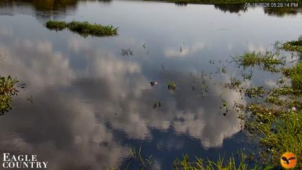 Southwest Florida River Wildlife Live Cams - Aug 16, 2026, 5:29pm EDT