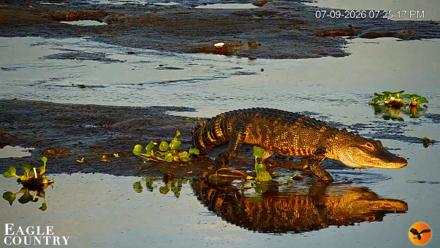 Southwest Florida River Wildlife Live Cams - Jul 9, 2026, 7:25pm EDT