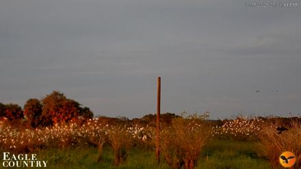 Southwest Florida River Wildlife Live Cams - Oct 5, 2026, 7:15pm EDT