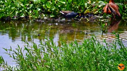 Southwest Florida River Wildlife Live Cams - Jun 23, 2026, 1:15pm EDT