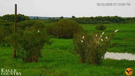 Southwest Florida River Wildlife Live Cams - Aug 3, 2026, 7:17pm EDT