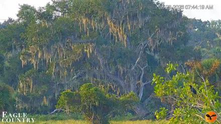 Southwest Florida River Wildlife Live Cams - Aug 22, 2026, 7:44am EDT