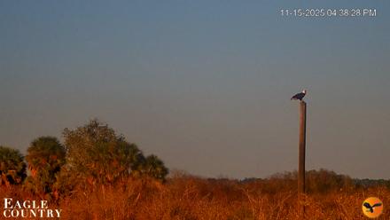 Southwest Florida River Wildlife Live Cams - Nov 15, 2025, 4:40pm EST
