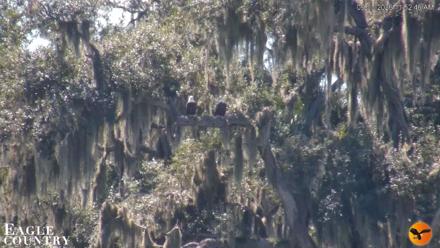 Southwest Florida River Wildlife Live Cams - Sep 3, 2026, 11:53am EDT