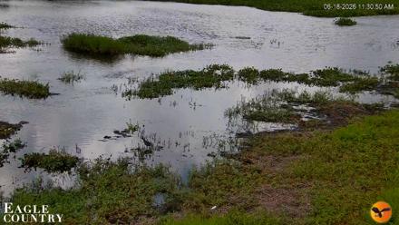 Southwest Florida River Wildlife Live Cams - Jun 18, 2026, 11:31am EDT