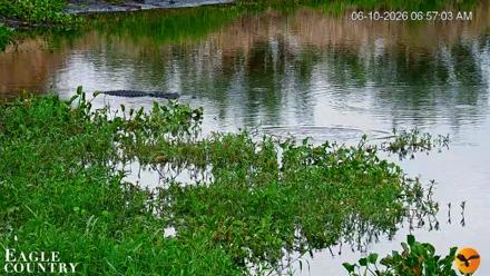Southwest Florida River Wildlife Live Cams - Jun 10, 2026, 6:57am EDT