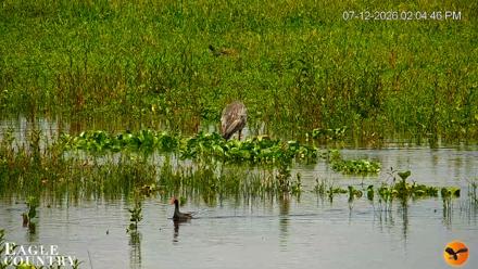 Southwest Florida River Wildlife Live Cams - Jul 12, 2026, 2:06pm EDT
