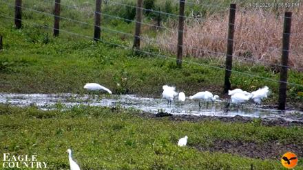 Southwest Florida River Wildlife Live Cams - Apr 5, 2026, 1:09pm EDT