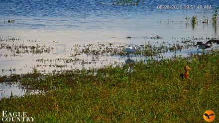 Southwest Florida River Wildlife Live Cams - Aug 28, 2026, 9:52am EDT