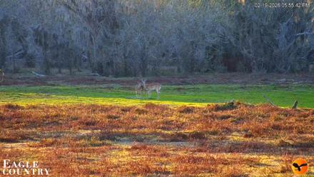 Southwest Florida River Wildlife Live Cams - Feb 19, 2026, 5:56pm EST