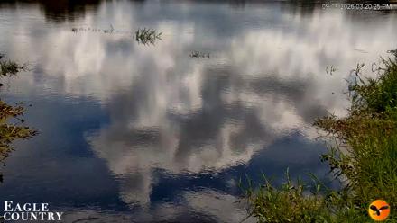 Southwest Florida River Wildlife Live Cams - Sep 8, 2026, 3:20pm EDT
