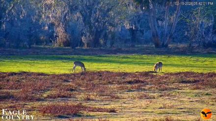 Southwest Florida River Wildlife Live Cams - Feb 19, 2026, 5:43pm EST