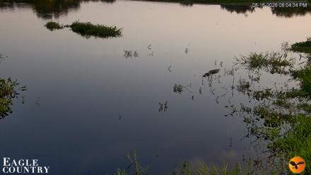Southwest Florida River Wildlife Live Cams - Aug 16, 2026, 8:04pm EDT