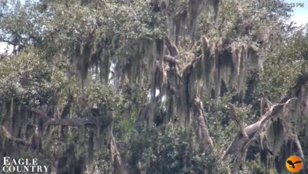 Southwest Florida River Wildlife Live Cams - Sep 4, 2026, 1:50pm EDT