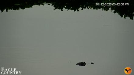 Southwest Florida River Wildlife Live Cams - Jul 12, 2026, 5:42pm EDT