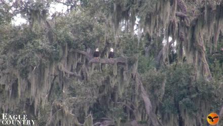 Southwest Florida River Wildlife Live Cams - Sep 3, 2026, 1:18pm EDT
