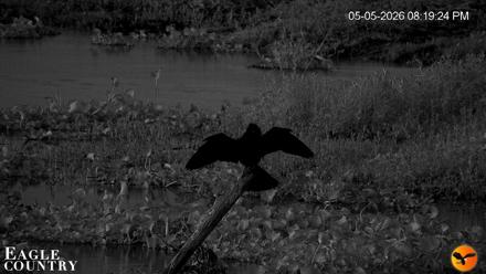 Southwest Florida River Wildlife Live Cams - May 5, 2026, 10:37pm EDT