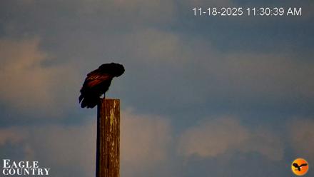 Southwest Florida River Wildlife Live Cams - Nov 18, 2025, 11:32am EST