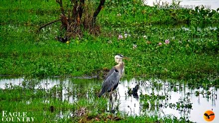 Southwest Florida River Wildlife Live Cams - Jun 3, 2026, 8:32am EDT
