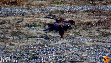 Southwest Florida River Wildlife Live Cams - Feb 11, 2026, 3:23pm EST