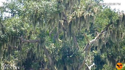 Southwest Florida River Wildlife Live Cams - Sep 11, 2026, 1:03pm EDT