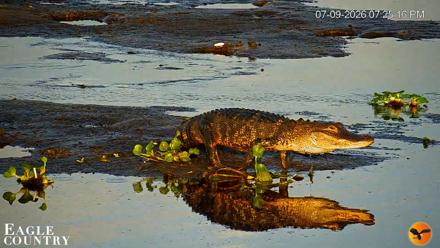 Southwest Florida River Wildlife Live Cams - Jul 9, 2026, 7:35pm EDT