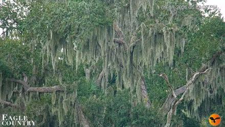 Southwest Florida River Wildlife Live Cams - Sep 8, 2026, 5:58pm EDT