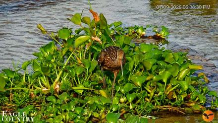Southwest Florida River Wildlife Live Cams - Jul 9, 2026, 7:34pm EDT