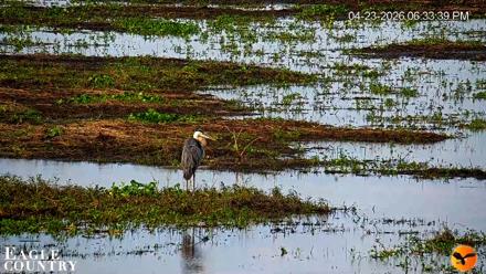 Southwest Florida River Wildlife Live Cams - Apr 23, 2026, 6:34pm EDT