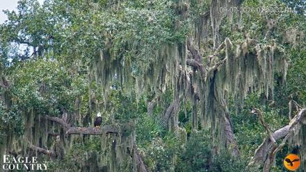 Southwest Florida River Wildlife Live Cams - Sep 7, 2026, 1:14pm EDT