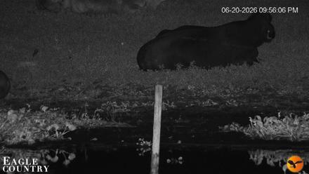 Southwest Florida River Wildlife Live Cams - Jun 20, 2026, 9:57pm EDT