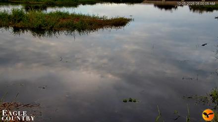 Southwest Florida River Wildlife Live Cams - Oct 5, 2026, 8:00am EDT