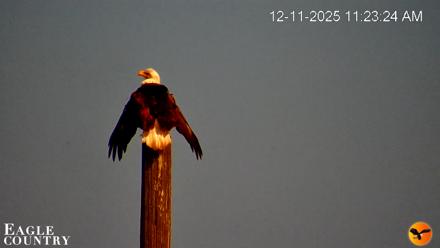 Southwest Florida River Wildlife Live Cams - Dec 11, 2025, 6:36pm EST